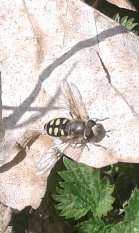 Syrphidae : Eupeodes luniger? Sì, m & f